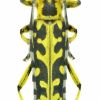 Saperda scalaris