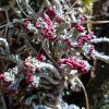 Cladonia transcendens ? Cladonia cristatella ?