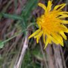 Sonchus arvensis