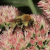 Bombus (Apidae)