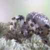 Araneus quadratus