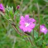 Кіпрей волосистий. Кипрей волосистый.  Epilobium hirsutum