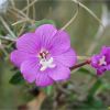 Кіпрей волосистий. Кипрей волосистый.  Epilobium hirsutum