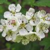 Crataegus lipskyi Klokov