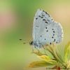 Celastrina argiolus