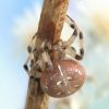 Araneus quadratus