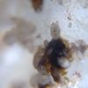 Acarinae