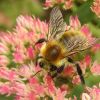 Bombus (Apidae)