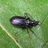 Carabidae (Coleoptera)