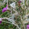 Кіпрей волосистий. Кипрей волосистый.  Epilobium hirsutum