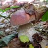 Білий гриб. Boletus edulis