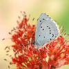 Celastrina argiolus