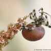 Araneus quadratus