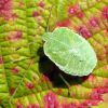 Щитник зелений (Palomena prasina)