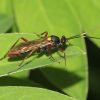 Ichneumonidae (Hymenoptera)