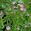 Кіпрей волосистий. Кипрей волосистый.  Epilobium hirsutum