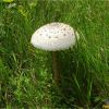 Макролепіота велика, гриб-зонтик великий. Macrolepiota procera (Scop.) Singer