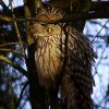 Сова́ довгохво́ста (Strix uralensis )