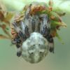 Araneus quadratus