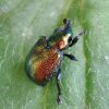 Byctiscus populi