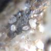 Acarinae