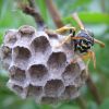 Polistes nimpha