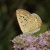 Polyommatus icarus (Lycaenidae)