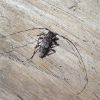Acanthocinus griseus (Cerambycidae)