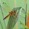 Libellula fulva