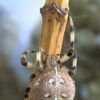 Araneus quadratus