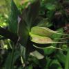 Helleborus lividus subsp. corsicus (Briq.) P. Fourn.