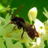 Nomada striata ? Nomada panzeri ? Nomada armata ? Nomada leucophthalma ?