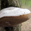 Трутовик дубовий несправжній (Phellinus cf. robustus)