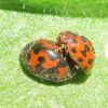 Сонечко люцернове двадцятичотирьохкрапкове (Subcoccinella vigintiquatuorpunctata)