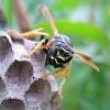 Polistes nimpha