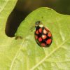 Harmonia axyridis (Coccinellidae)