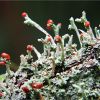 Кладония. род Cladonia