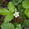 Суниця лісова. Земляника лесная. Fragaria vesca