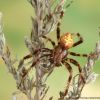 Araneus quadratus