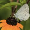 Celastrina argiolus (Lycaenidae)