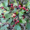 Глід одноматочковий. Боярышник однопестичный. Crataegus monogyna