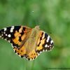 Vanessa cardui