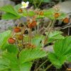 Суниця лісова. Земляника лесная. Fragaria vesca