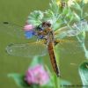 Libellula fulva