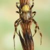 Araneus quadratus