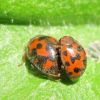 Сонечко люцернове двадцятичотирьохкрапкове (Subcoccinella vigintiquatuorpunctata)