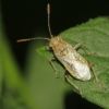 Stictopleurus (Rhopalidae)