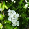 Глід одноматочковий. Боярышник однопестичный. Crataegus monogyna