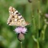 Vanessa cardui