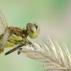 Sympetrum vulgatum